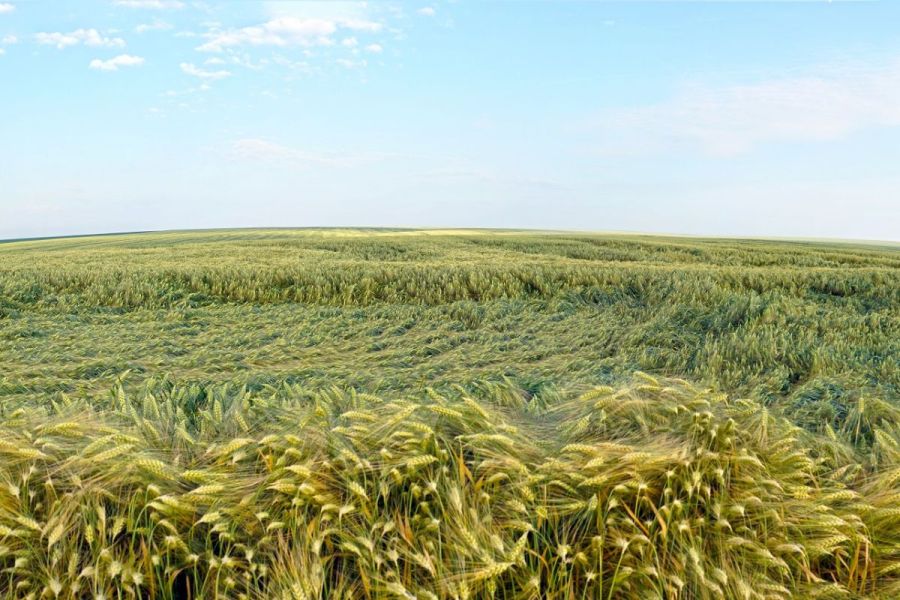 Wheat performance: Seasonal challenges