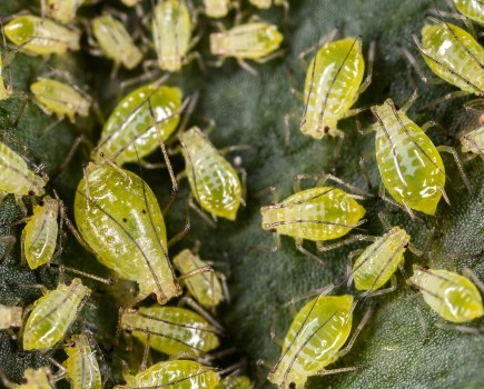 An image showing an infestation of bird-cherry oat aphids, presenting as small green insects.