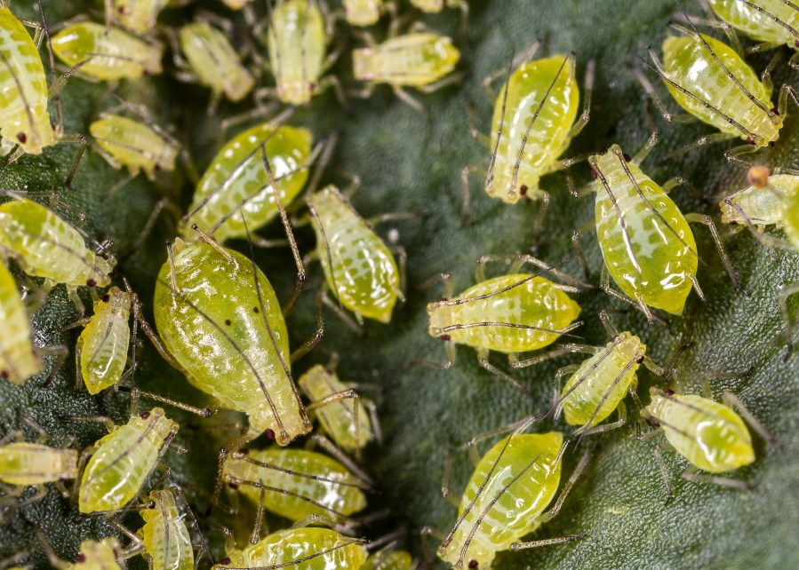 An image showing an infestation of bird-cherry oat aphids, presenting as small green insects.