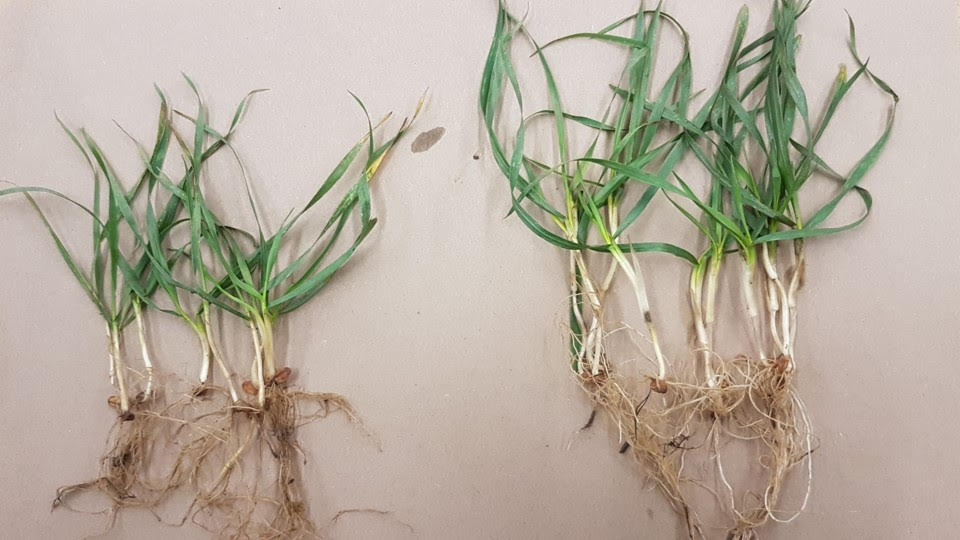 Additional root mass (right) created by Polysulphate applied in the autumn can increase key nutrient uptake by 30 - 40%