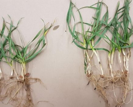 Additional root mass (right) created by Polysulphate applied in the autumn can increase key nutrient uptake by 30 - 40%
