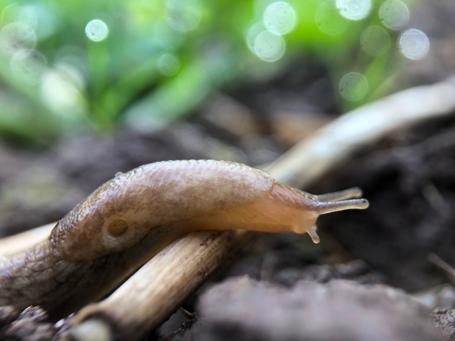 An image of a slug in a field moving over stubble.