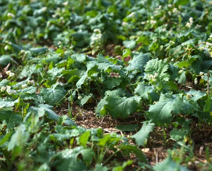 An image of a field of young oilseed rape plants companion cropped with buckwheat.