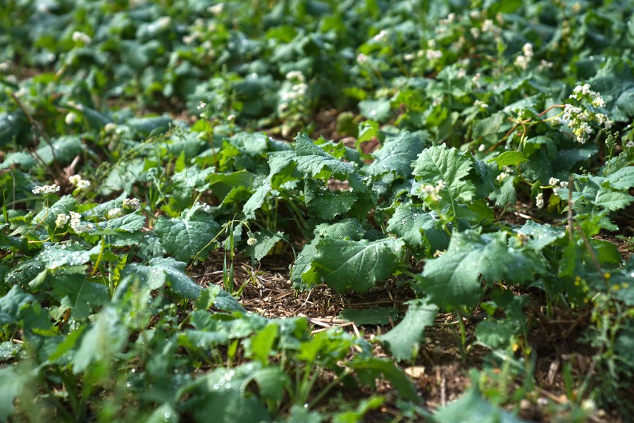 An image of a field of young oilseed rape plants companion cropped with buckwheat.