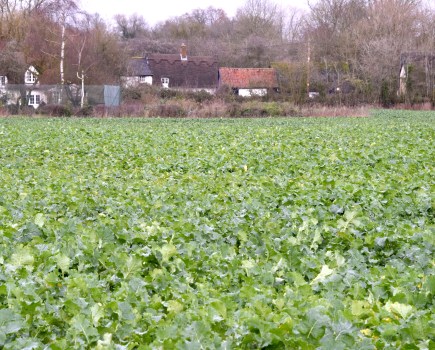 An image of a field of young green oilseed rape.