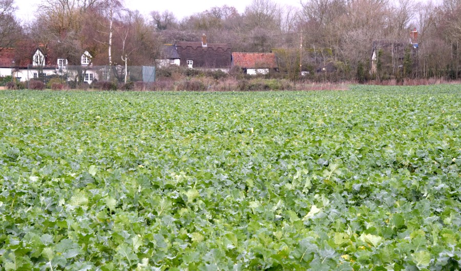 An image of a field of young green oilseed rape.