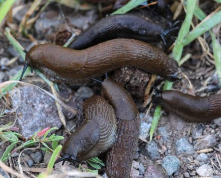 An image of multiple slugs forming a pile on top of soil.