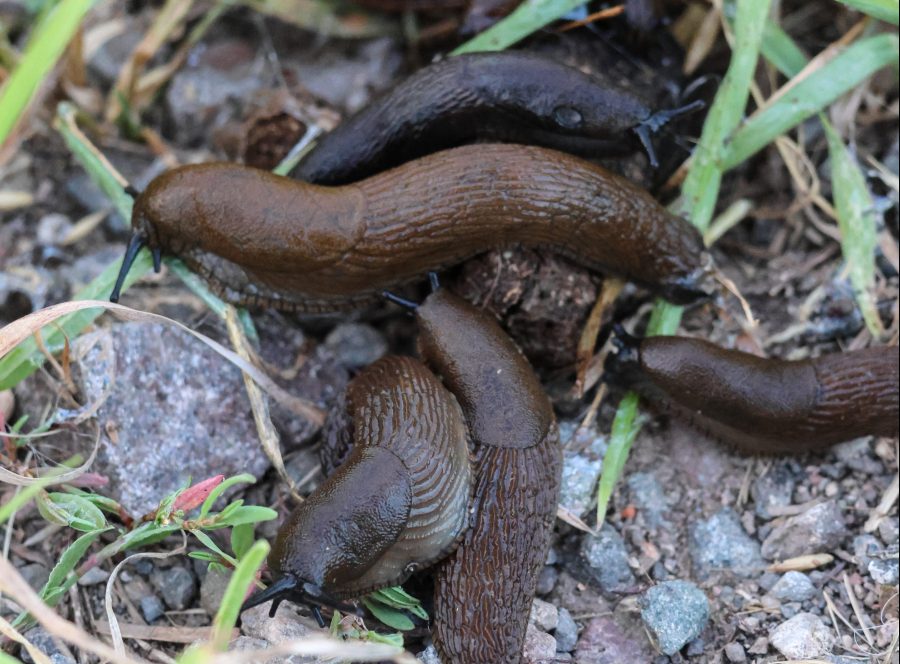 An image of multiple slugs forming a pile on top of soil.