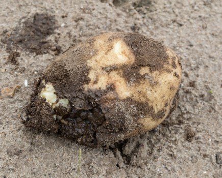 An image of soft rot in potato