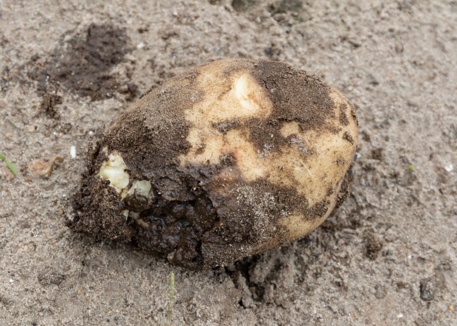 An image of soft rot in potato