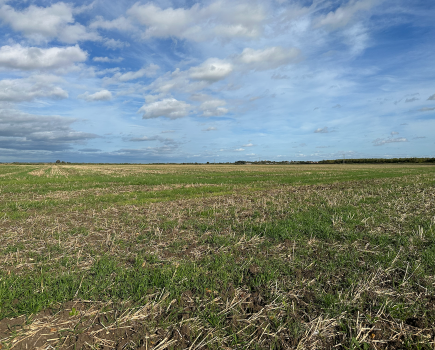 An image showing a stale seedbed with a blue sky above.