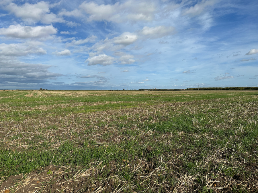 An image showing a stale seedbed with a blue sky above.