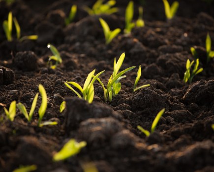 An image of emerging wheat seedlings catching the sunlight, set against dark soil.
