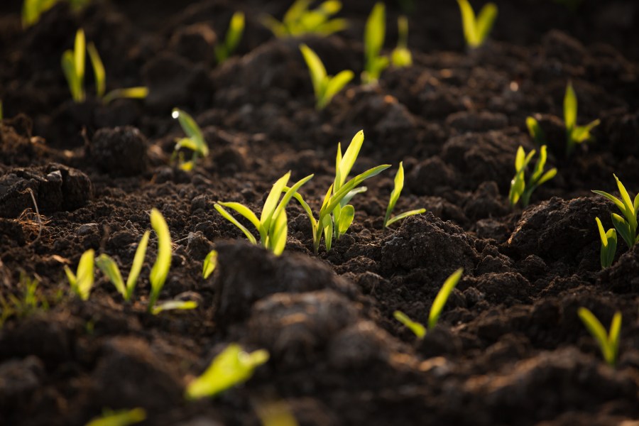 An image of emerging wheat seedlings catching the sunlight, set against dark soil.