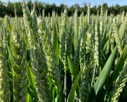 A close up image of green wheat ears in a field.