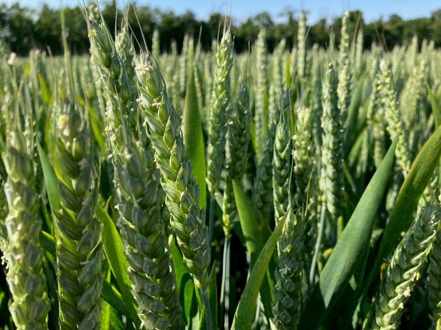 A close up image of green wheat ears in a field.