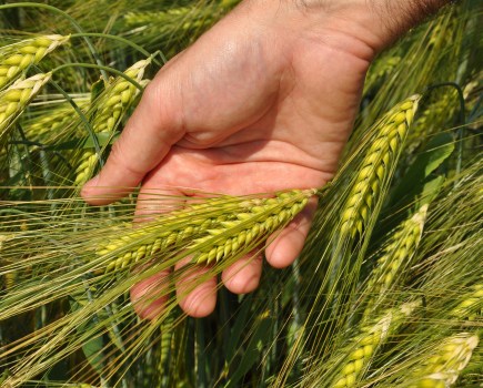 An image of barley ears resting on a hand.