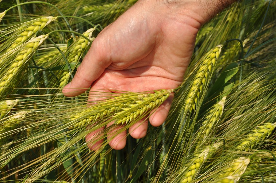 An image of barley ears resting on a hand.
