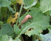 An image of a brown slug on an oilseed rape leaf, featuring grazing damage (holes).