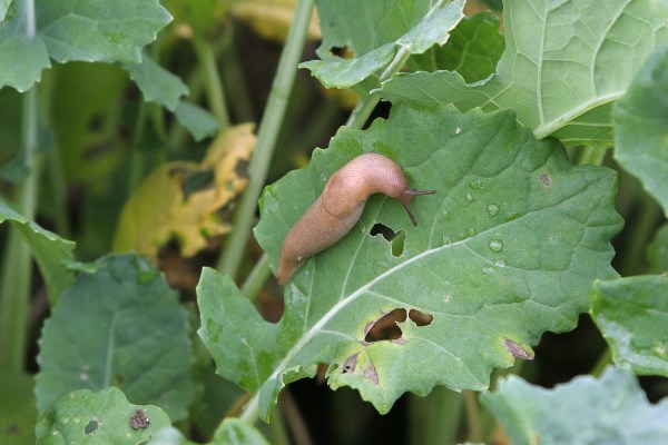 An image of a brown slug on an oilseed rape leaf, featuring grazing damage (holes).