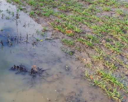 An image of a waterlogged arable field with a pool of standing water.