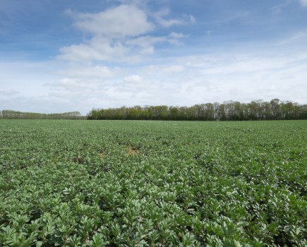 An image of a field of green winter bean plants, against a blue sky with clouds.