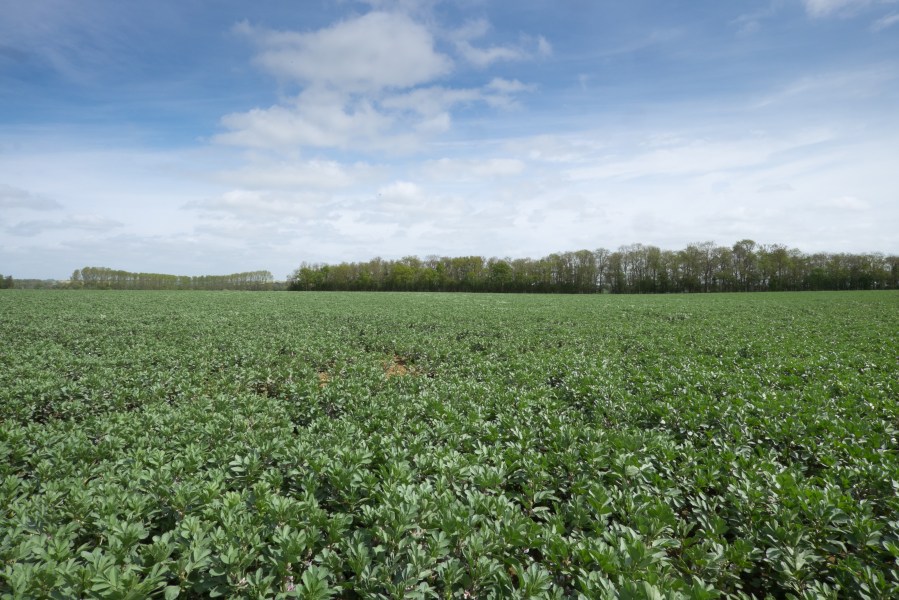 An image of a field of green winter bean plants, against a blue sky with clouds.