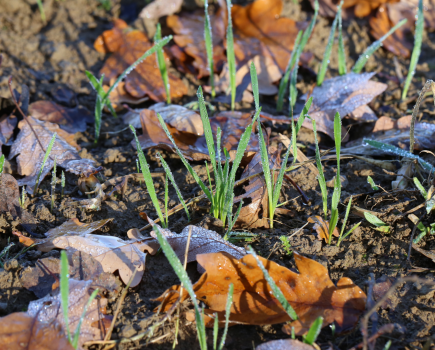 A crop of winter wheat seedlings surrounded by brown autumn leaves and touched by a light frost.