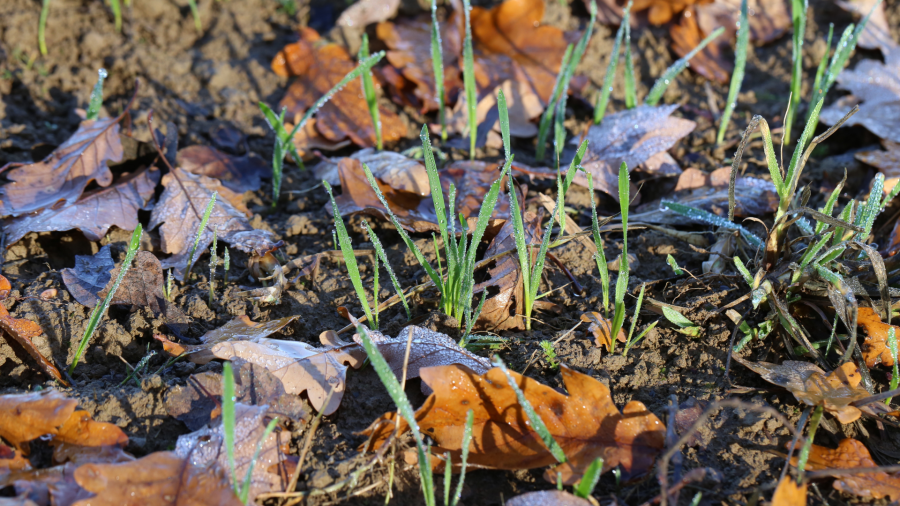 A crop of winter wheat seedlings surrounded by brown autumn leaves and touched by a light frost.