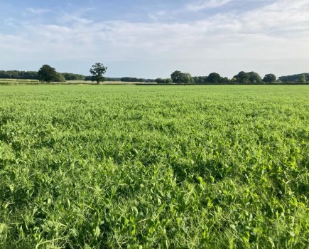 An image of marrowfat field peas.