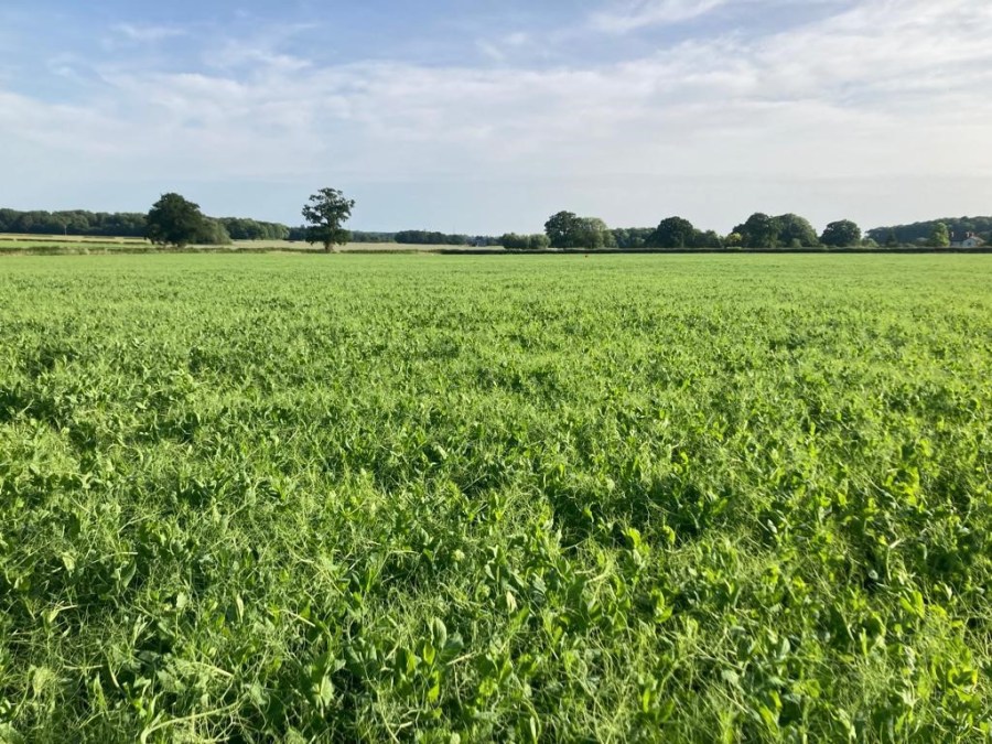 An image of marrowfat field peas.