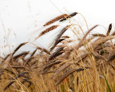 Wheat through the ages: Exploring the genome
