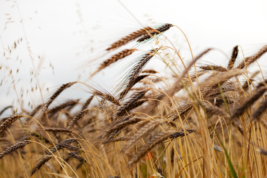 Wheat through the ages: Exploring the genome