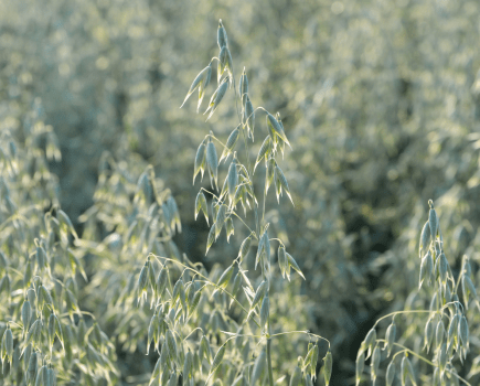 Spring cropping: Spring saviours?