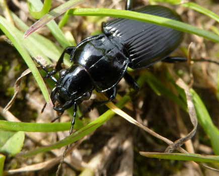 Beneficial beetles: The good guys