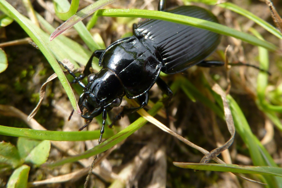 Beneficial beetles: The good guys