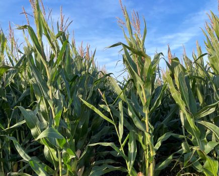 An image of a maize crop standing tall against a blue sky.