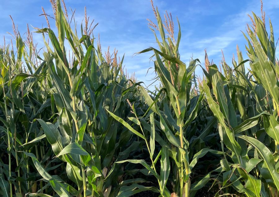 An image of a maize crop standing tall against a blue sky.