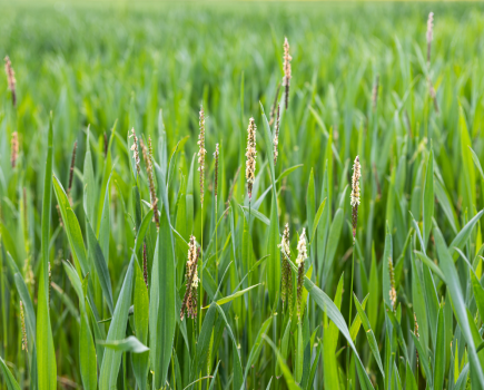 An image of blackgrass weeds among green wheat plants.