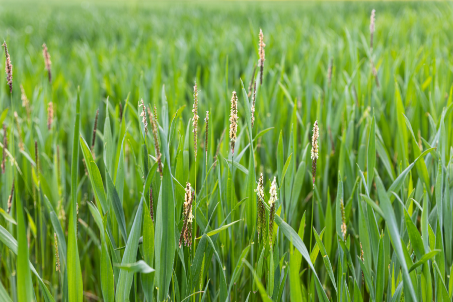 An image of blackgrass weeds among green wheat plants.