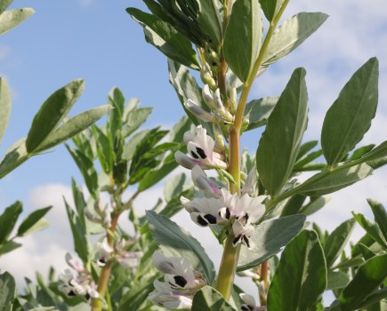 An image of a flowering bean crop.