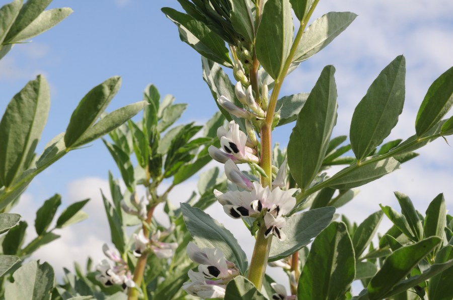 An image of a flowering bean crop.