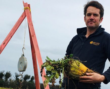 An image of an agronomist nursing a fodder beet, stood outside wearing a fleece jacket.