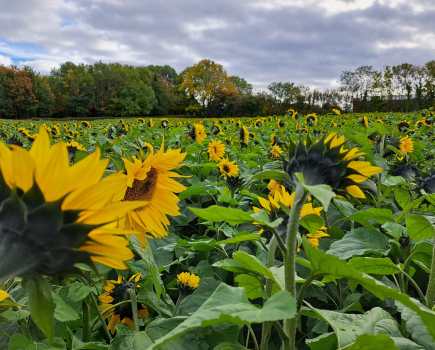 A field of sunflowers