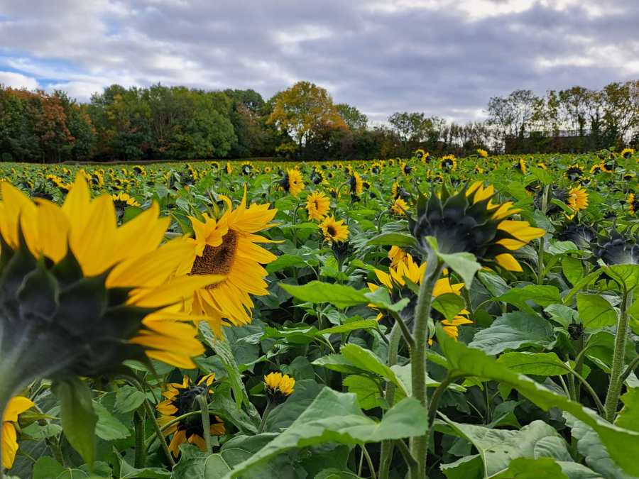 A field of sunflowers