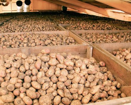 Potato storage: Storage stalwart