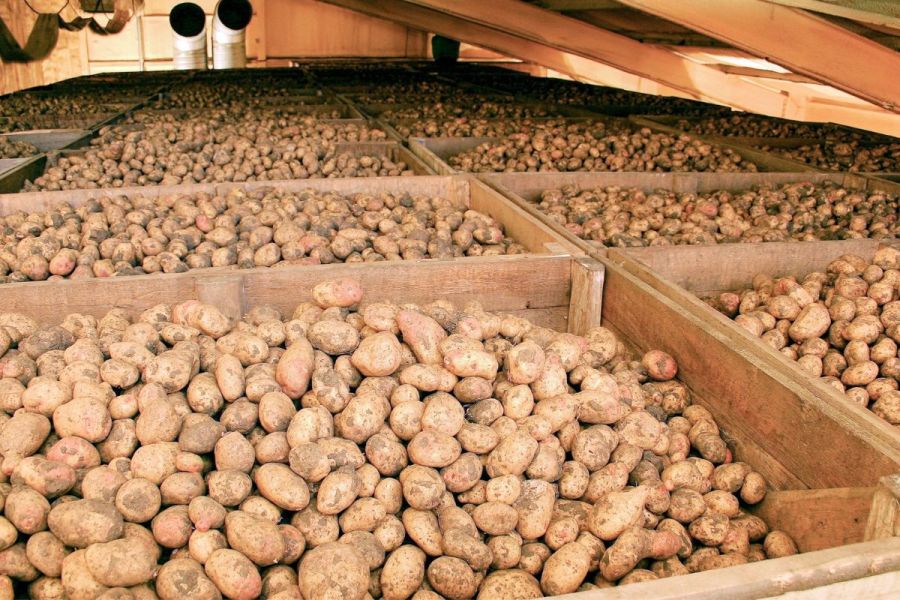 Potato storage: Storage stalwart