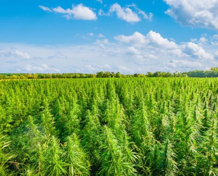 Industrial Hemp: Growing high