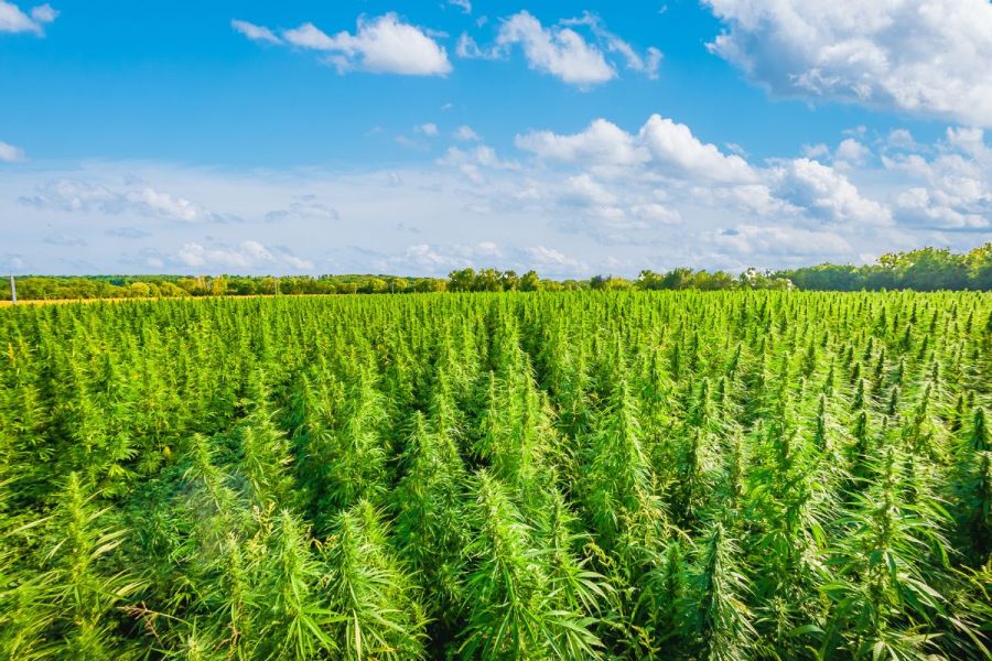 Industrial Hemp: Growing high