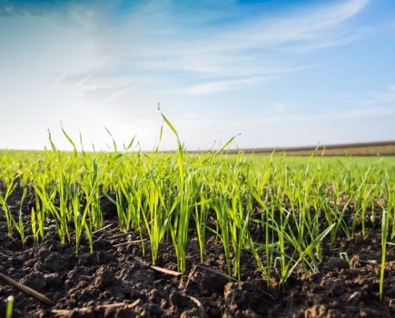 Applied Innovation: Prioritising margin over yield